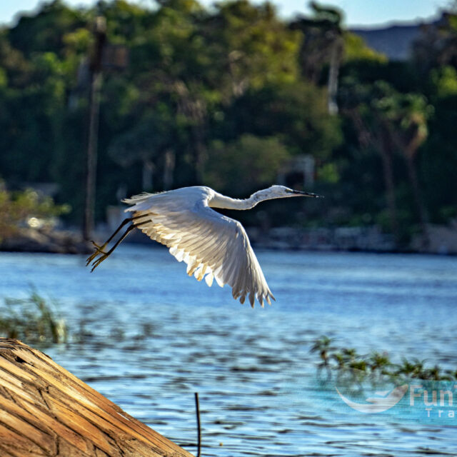 https://funtrip-travel.net/wp-content/uploads/2024/03/20-Fun-Trip-Travel-Aswan-Bird-watching-1-640x640.jpg